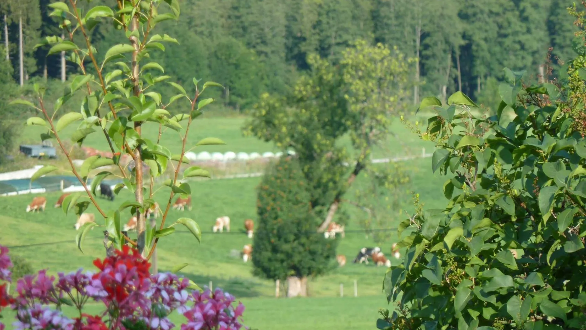 Ferienwohnung Panorama Bad Kohlgrub